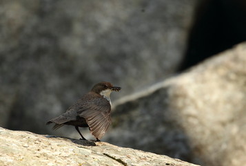 animal