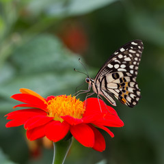 lime butterfly on a mexican sunflower