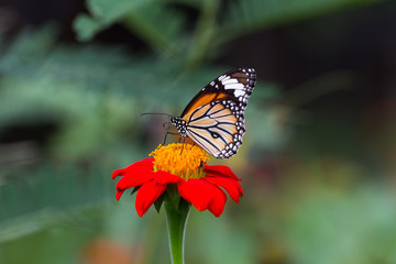 Fototapeta na wymiar Monarch Butterfly on a Mexican Sunflower