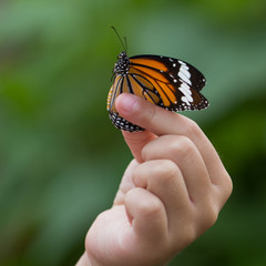 Beautiful butterfly sitting on the girl hand