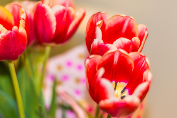 Fototapeta premium Still life with tulips on the wooden background