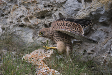 animal