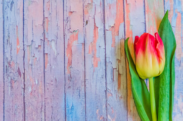 Still life with tulips on the wooden background