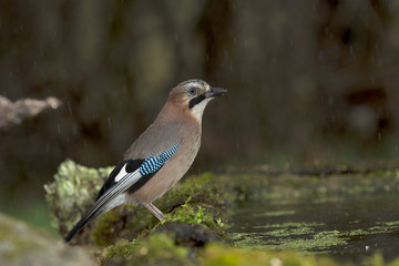 Naklejka premium animal