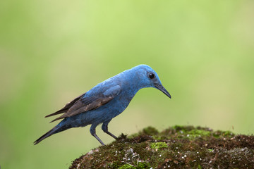 animal