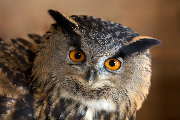 animal