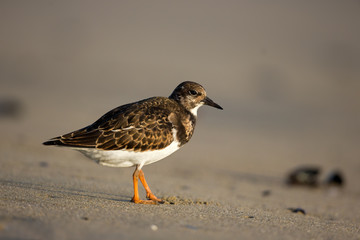 animal