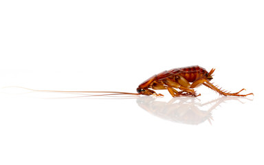 Dead cockroaches on white background, Side View.