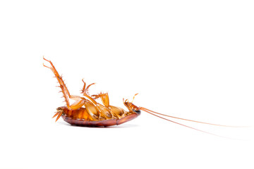 Dead cockroaches on white background