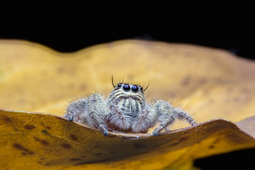Close up view of Hyllus diardi Jumping Spider on the leaf with selective focus on eye