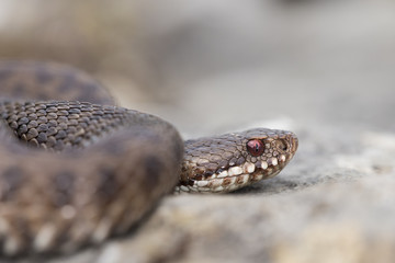 animal
