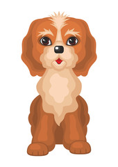 Cockerpoo. Vector image of a cute purebred dogs in cartoon style.