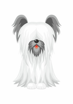 Skye Terrier. Vector image of a cute purebred dogs in cartoon style.