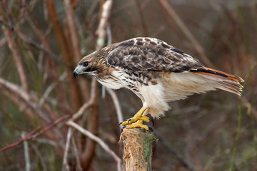 animal