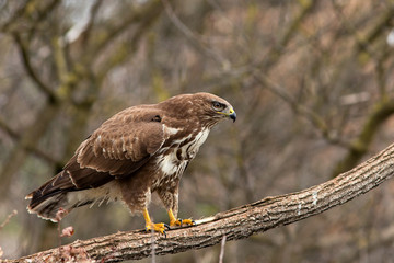 animal