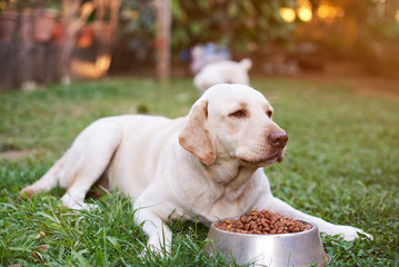 Labrador eating in park