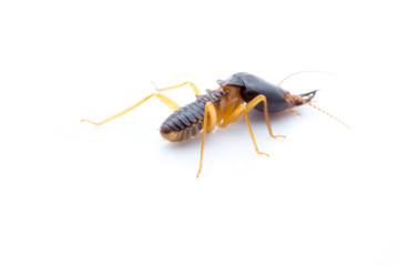 Termites Soldier  of soil eaters