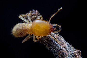 Termites Soldier  of soil eaters