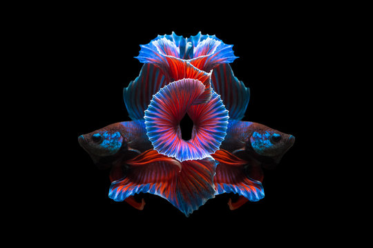 Thailand  fighting fish, isolated on black background. Capture the moving moment of siamese fighting fish.