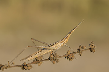 animal