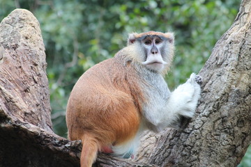 Mammal, Monkey