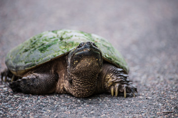 Snapping Turtle