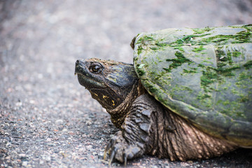 Snapping turtle