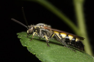 Wasp on leaf