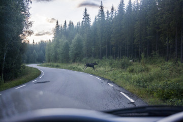 Moose runnig over the road 