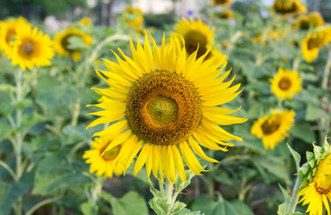 Fototapeta premium Sunflowers in Thailand