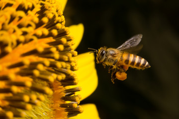 Bee collects nectar from flowers, Close Up Macro