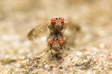 Insects mating On stone