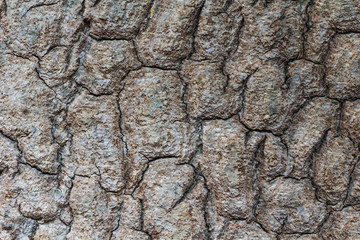 Close-up of rough tree bark texture with natural cracks and earthy tones, captured in sharp detail...