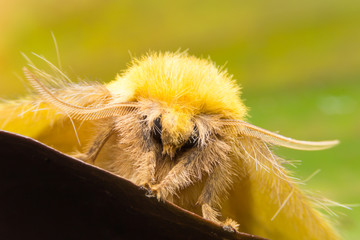 Macro photograph of yellow moth with fuzzy body and feathered antennae perched on leaf, captured...