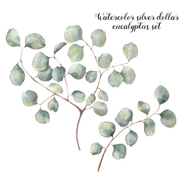 Watercolor silver dollar eucalyptus set. Hand painted floral illustration with round leaves and branches isolated on white background. For design, print and fabric