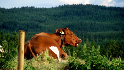 Cow in the field