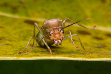 Ant queen on Yellow Green background