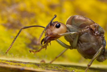 Ant