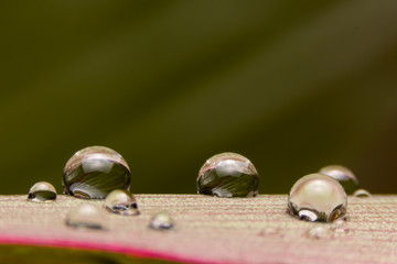 Water droplets on pink leaf with black background
