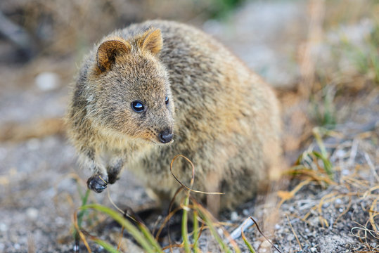 Quokka steht auf den Hinterpfoten, Zwergkänguru, Rottnest Island, Westküste, Australien, Westaustralien, Australia, down under