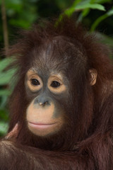 the orangutan.
