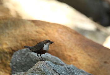 animal