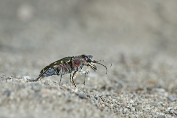 animal