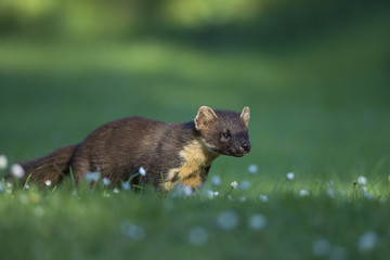 animal