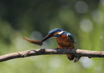 animal