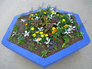 Flowerbed in a city with flowers