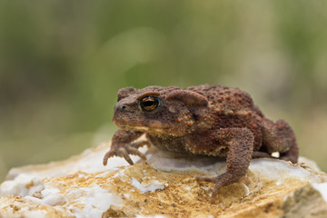 animal