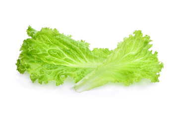 fresh green lettuce salad leaves isolated on white background.