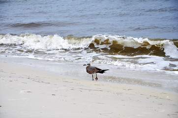 Bird on Sandy Beach