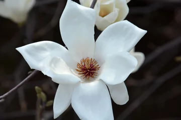 Store enrouleur occultant sans perçage Magnolia Magnolia